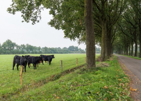 images/accommodations/gallerys/landgoed-het-clooster/clooster-gallery-04.jpg images/accommodations/gallerys/landgoed-het-clooster/clooster-gallery-04.jpg