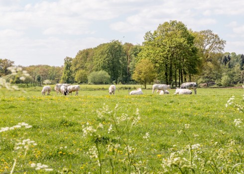 images/accommodations/gallerys/grenswachter-daele/20180502-omgeving-4.jpg images/accommodations/gallerys/grenswachter-daele/20180502-omgeving-4.jpg